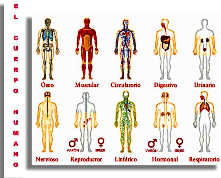 El cuerpo humano | ConCiencia de la Vida