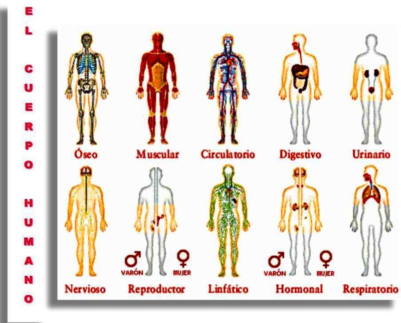 El Cuerpo Humano Conciencia De La Vida