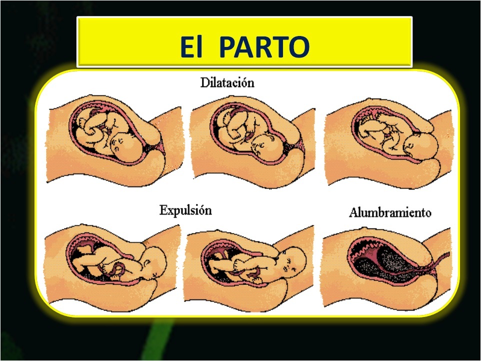 Reproduccion Sexual En Humanos